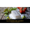 Alla scoperta del Glacier 51 | La wagyu del mare