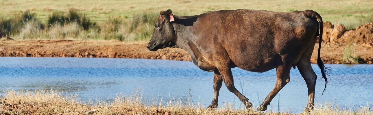 PARDOO WAGYU
